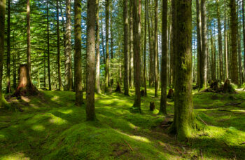 groupement forestier succession