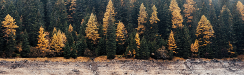 Placement alternatif : investir dans la forêt.